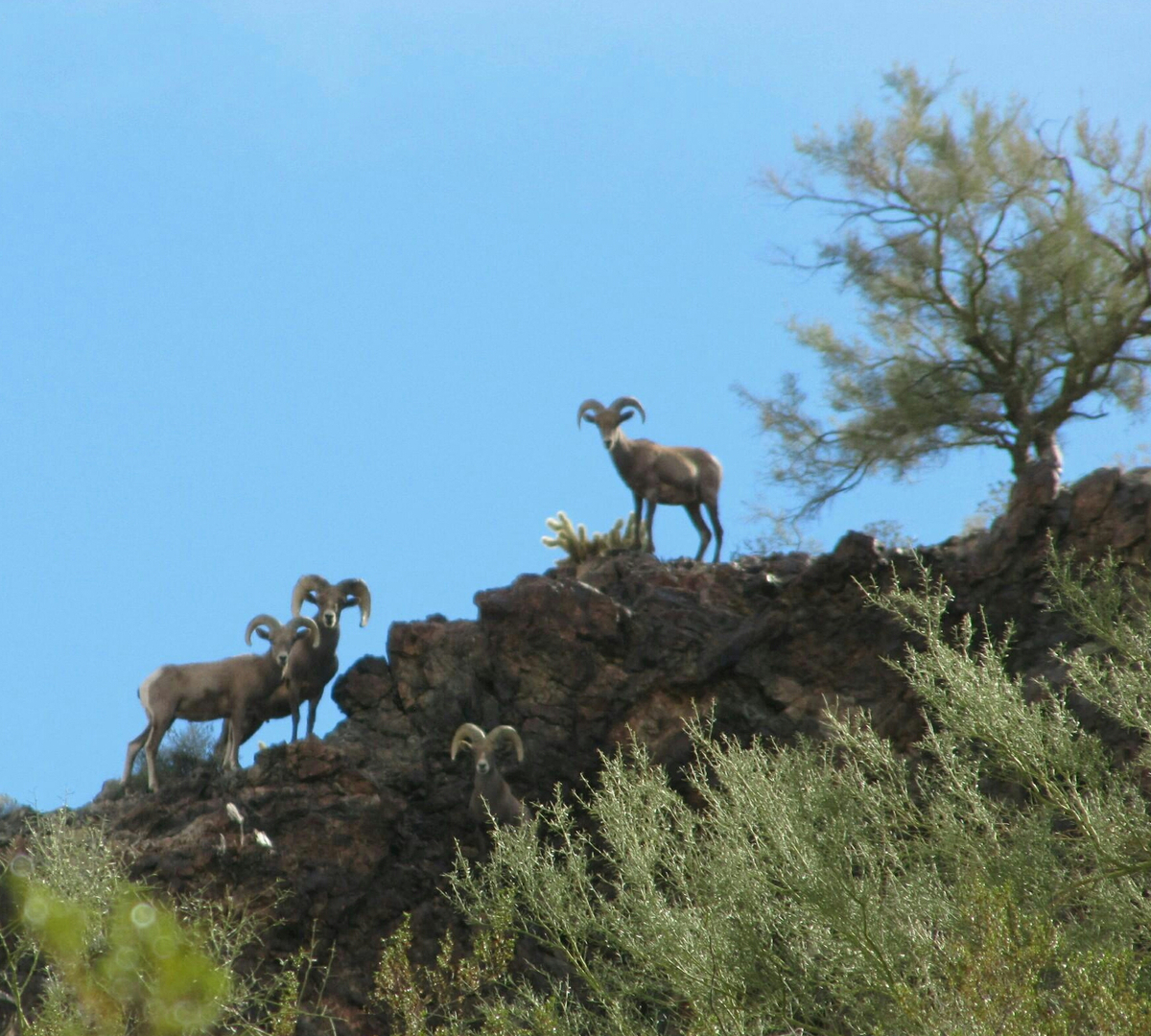 Bouse RV Park 25 Photos, 23 Reviews Bouse, AZ RoverPass