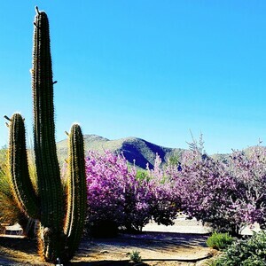 Stagecoach Trails Rv Julian Ca 7