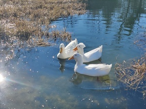 Cosmic Duck Rv Park Rockdale Tx 10
