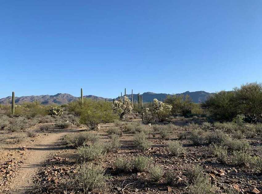 Desert Trails Rv Resort  Age Restricted 40   Tucson Az 0