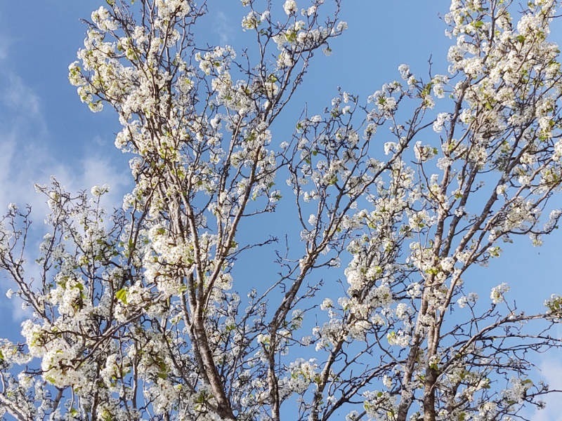 Fredericksburg Rv Park Fredericksburg Tx 0