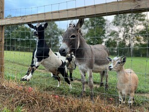 Yeary Valley Farms  Speedwell Tn 0