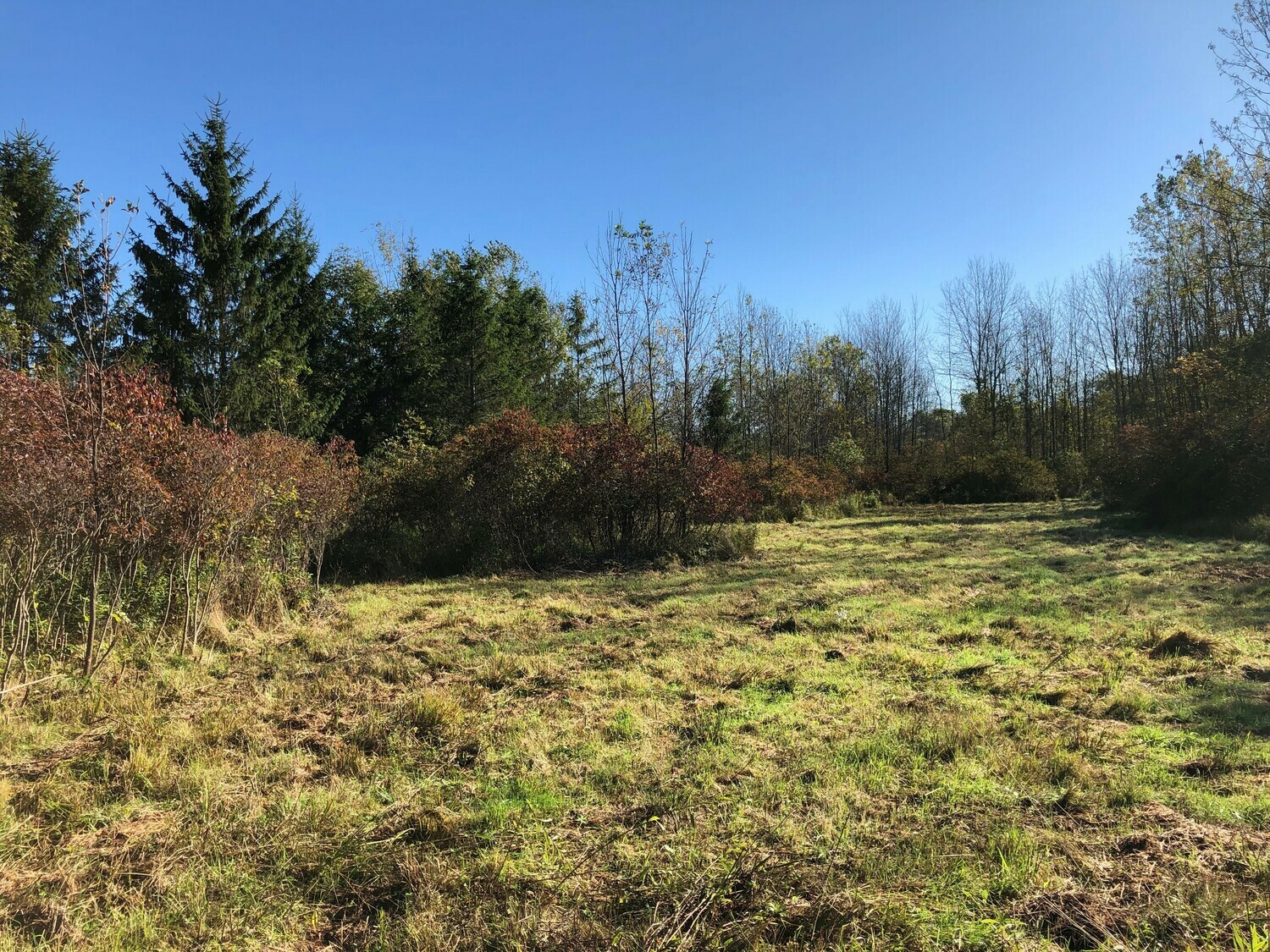 Camping in the Pines 5 Photos Farnham, NY RoverPass