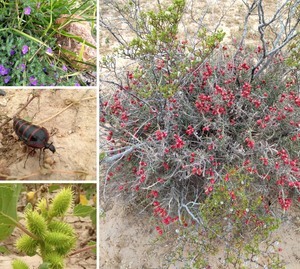 Apache Park And Trail Camping Van Horn Tx 25