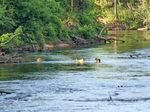 Hidden Springs Rv Resort Tylertown Ms 24