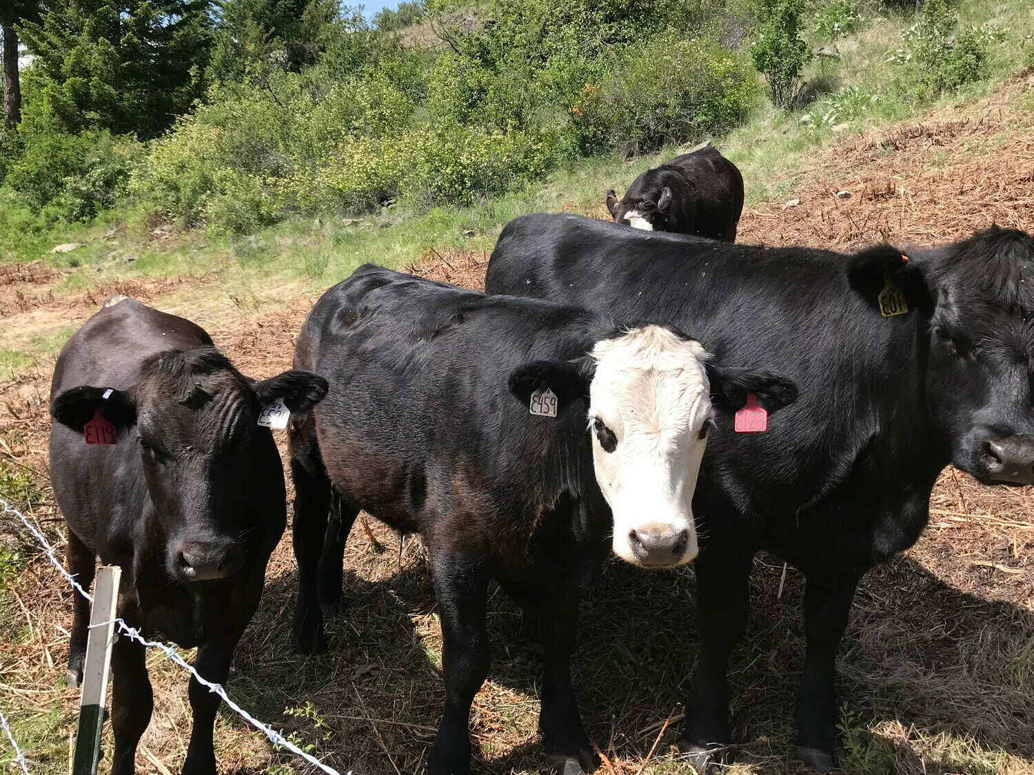 Bear Rock 5 Photos Malo, WA RoverPass