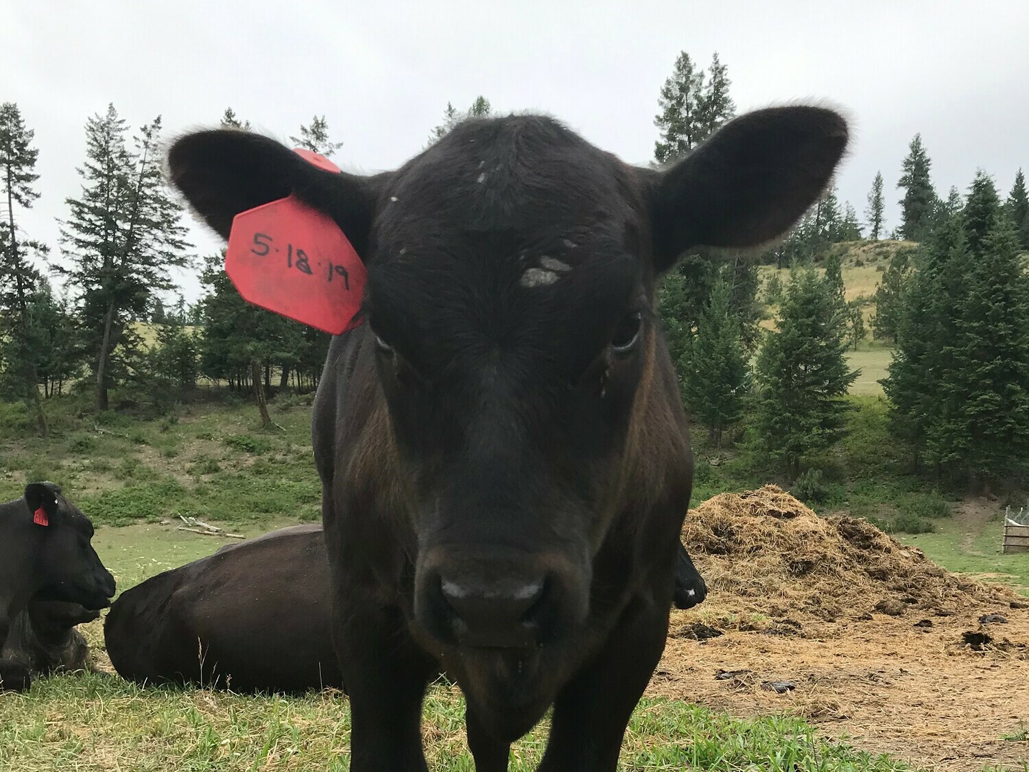 Bear Rock 5 Photos Malo, WA RoverPass