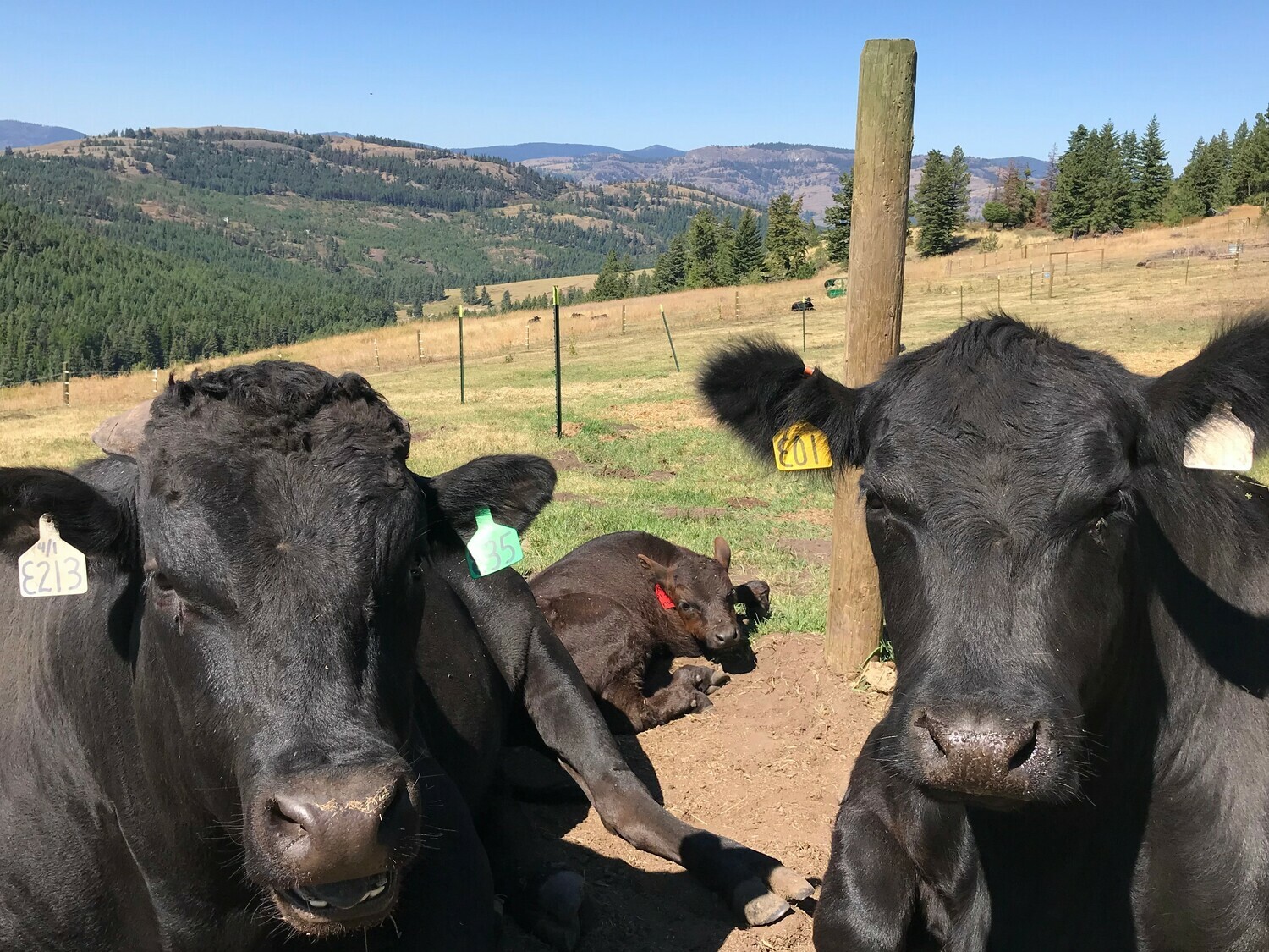 Bear Rock 5 Photos Malo, WA RoverPass