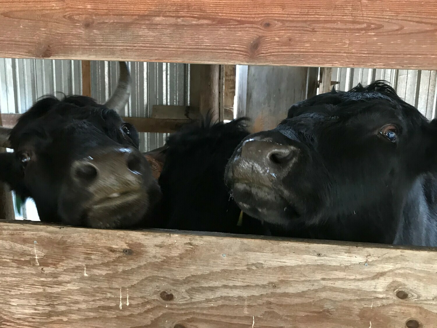 Bear Rock 5 Photos Malo, WA RoverPass