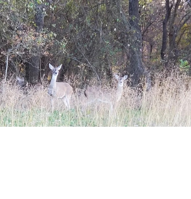 Bee Mountain Resort Cleburne Tx 88