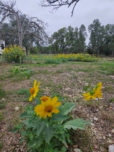 Homestead Hill Mountain Home Tx 19