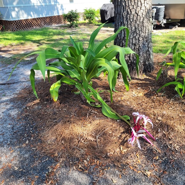 Ginnie Springs Outdoors 4 Photos, 1 Reviews High Springs, FL