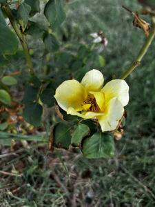 Mountain Meadows roses
