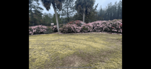 4a201c0bb252 Img 5674 Compressed