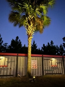 Palm Trees
