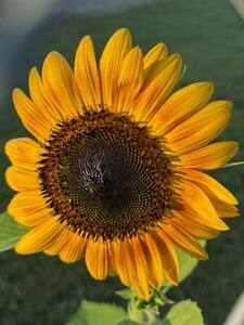 Sunflower1