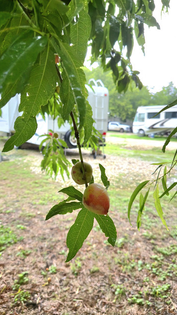 Peaches 1  Convert Io 