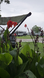 Canna Lilly 2  Convert Io 