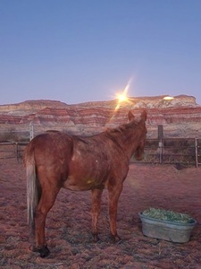 View From Ranch Mule