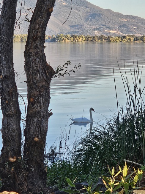 10 8 25 Swan