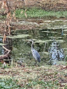 Blue Crane