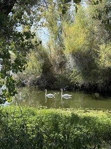 10 9 25 2 Swans Photo