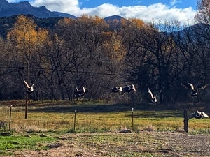 Geese