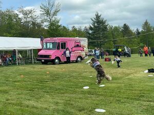 Dog Show3