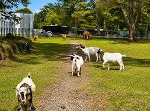 Pygmy goats roam what was once a zoo