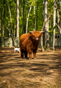 Highland Cow