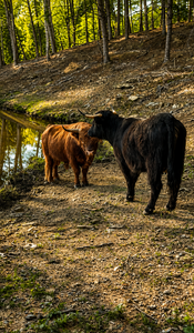 Highland Cows enjoy the water